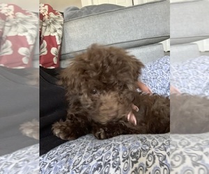 Poodle (Toy)-Yorkshire Terrier Mix Puppy for sale in ODENTON, MD, USA