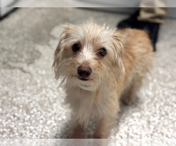 Medium Photo #1 Mutt Puppy For Sale in Pueblo, CO, USA