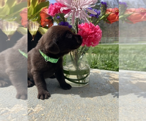 Medium Photo #3 Labrador Retriever Puppy For Sale in NEOLA, WV, USA