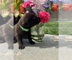Small #2 Labrador Retriever