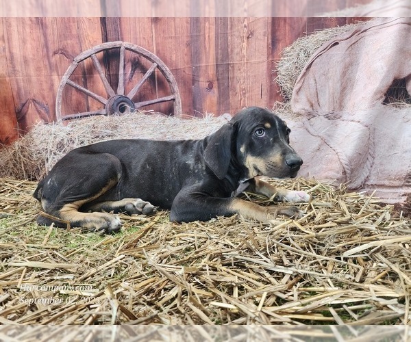 Medium Photo #9 Catahoula Leopard Dog Puppy For Sale in CUMBY, TX, USA