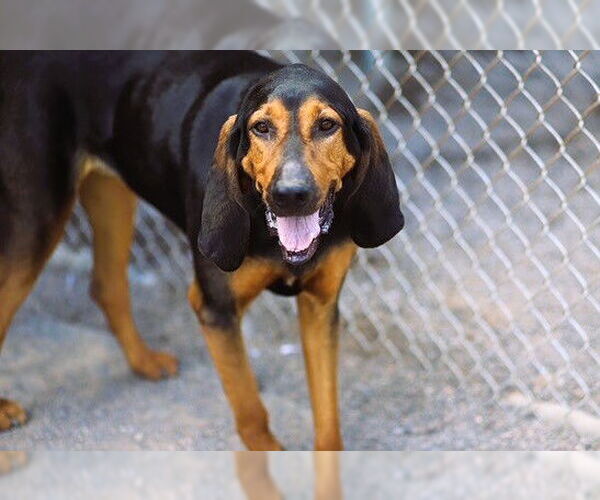 Medium Photo #8 Bloodhound-Unknown Mix Puppy For Sale in Webster, WI, USA