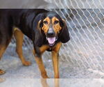 Small #7 Bloodhound Mix