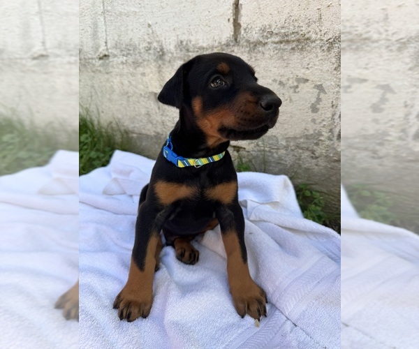 Medium Photo #11 Doberman Pinscher Puppy For Sale in FRANKLIN, PA, USA