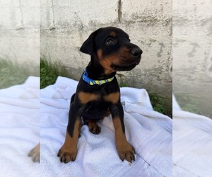 Medium Doberman Pinscher