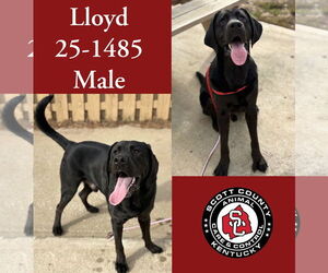 Labloodhound Dogs for adoption in Georgetown, KY, USA