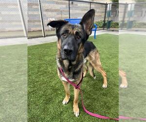 Mutt Dogs for adoption in Elk Grove, CA, USA