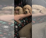 Small Photo #2 Goldendoodle Puppy For Sale in PERU, IN, USA