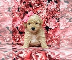 Small Photo #4 Poodle (Toy) Puppy For Sale in LINCOLN UNIV, PA, USA
