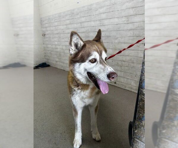 Medium Photo #1 Siberian Husky Puppy For Sale in San Bernardino, CA, USA