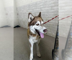 Siberian Husky Dogs for adoption in San Bernardino, CA, USA