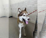 Small Siberian Husky