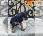 Small Photo #25 Cavalier King Charles Spaniel Puppy For Sale in BENTONVILLE, AR, USA