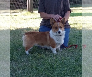Father of the Pembroke Welsh Corgi puppies born on 05/01/2023