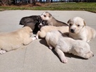 Small Photo #1 Goberian Puppy For Sale in FARMVILLE, NC, USA