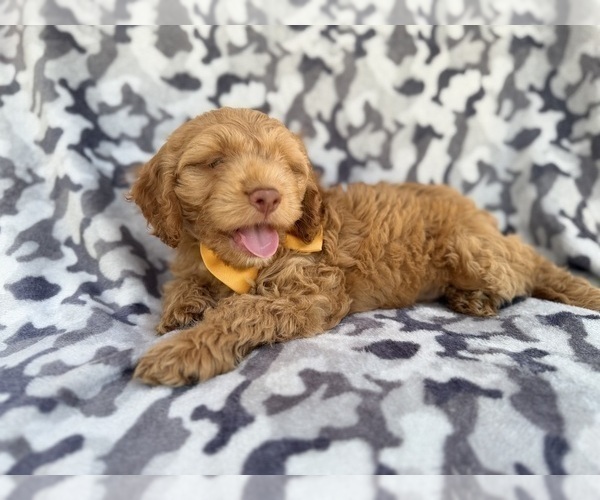 Medium Photo #6 Cock-A-Poo Puppy For Sale in LAKELAND, FL, USA
