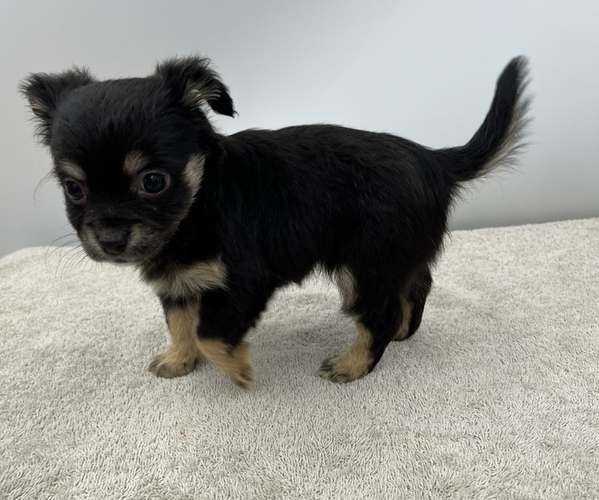 Medium Photo #8 Chorkie Puppy For Sale in SAINT AUGUSTINE, FL, USA