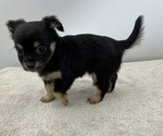 Small Photo #8 Chorkie Puppy For Sale in SAINT AUGUSTINE, FL, USA