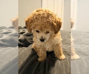 Poodle (Toy) Puppy for sale in MOORESVILLE, NC, USA