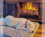 Small #5 Boxer Mix