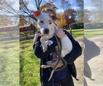 Small #13 American Pit Bull Terrier Mix