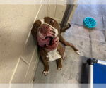 Small #1 American Pit Bull Terrier Mix