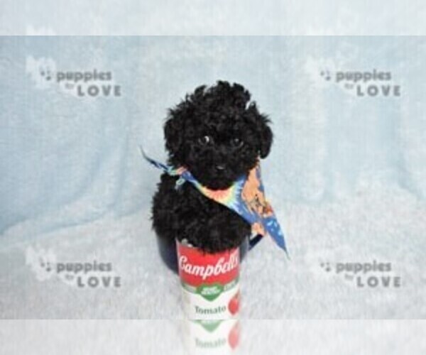 Medium Photo #13 Poodle (Toy) Puppy For Sale in SANGER, TX, USA