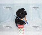Small #12 Poodle (Toy)