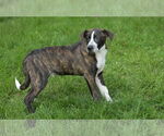 Small #5 Bulldog Mix
