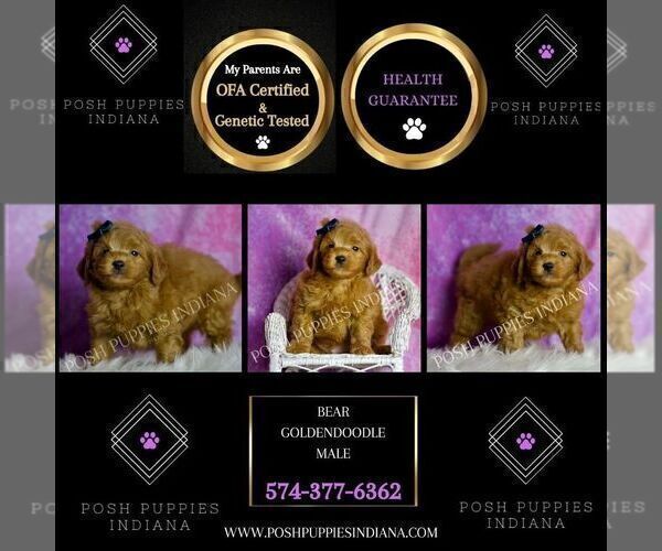 Medium Photo #3 Goldendoodle (Miniature) Puppy For Sale in WARSAW, IN, USA