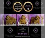 Small #2 Goldendoodle (Miniature)