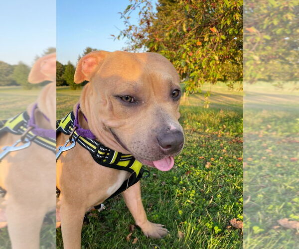 Medium Photo #3 American Pit Bull Terrier Puppy For Sale in Minneapolis, MN, USA