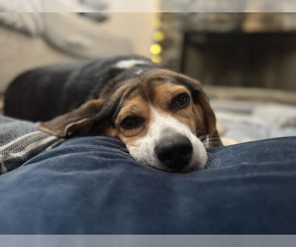 Medium Photo #3 Beagle Puppy For Sale in Atlanta, GA, USA