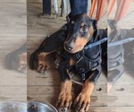 Puppy Blue collar Doberman Pinscher