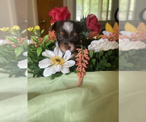 Medium Photo #14 Yorkshire Terrier Puppy For Sale in ROCKFORD, IL, USA
