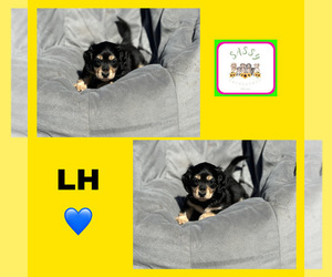 Dachshund Puppy for sale in BENNINGTON, OK, USA