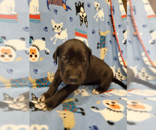 Medium Photo #1 Great Dane Puppy For Sale in NEW BRAUNFELS, TX, USA