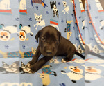 Small Photo #1 Great Dane Puppy For Sale in NEW BRAUNFELS, TX, USA