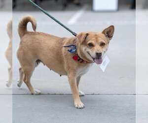 Pembroke Welsh Corgi-Unknown Mix Dogs for adoption in San Diego, CA, USA