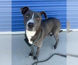 Mutt Dogs for adoption in Bakersfield, CA, USA