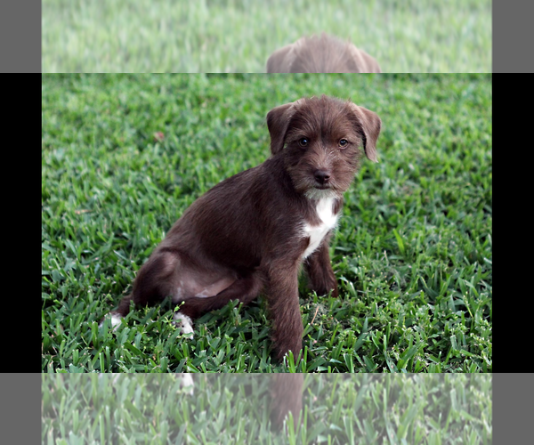 Medium Photo #3 Poodle (Miniature)-Unknown Mix Puppy For Sale in Rosenberg, TX, USA