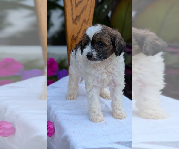 Medium Photo #11 Maltipoo (Toy) Puppy For Sale in GOSHEN, IN, USA