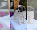 Small Photo #52 Maltipoo (Toy) Puppy For Sale in GOSHEN, IN, USA