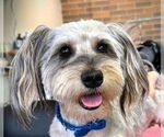 Small Havanese Mix