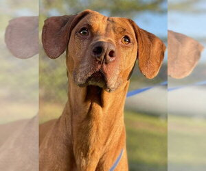 Unknown-Vizsla Mix Dogs for adoption in East Derry, NH, USA