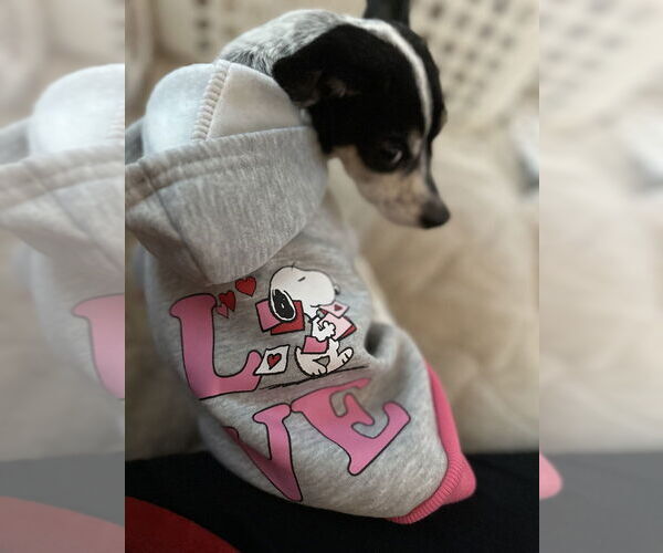 Medium Photo #15 Chiweenie Puppy For Sale in Mundelein, IL, USA