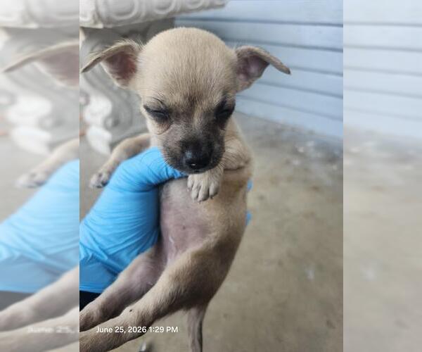 Medium Photo #1 Chihuahua Puppy For Sale in San Antonio, TX, USA