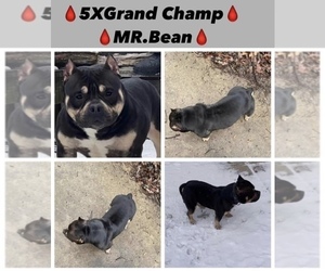 Father of the American Bully puppies born on 01/22/2023