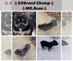 Small Photo #1 American Bully Puppy For Sale in DETROIT, MI, USA