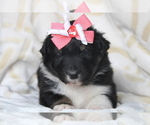 Small Photo #6 Australian Shepherd Puppy For Sale in TERREBONNE, OR, USA